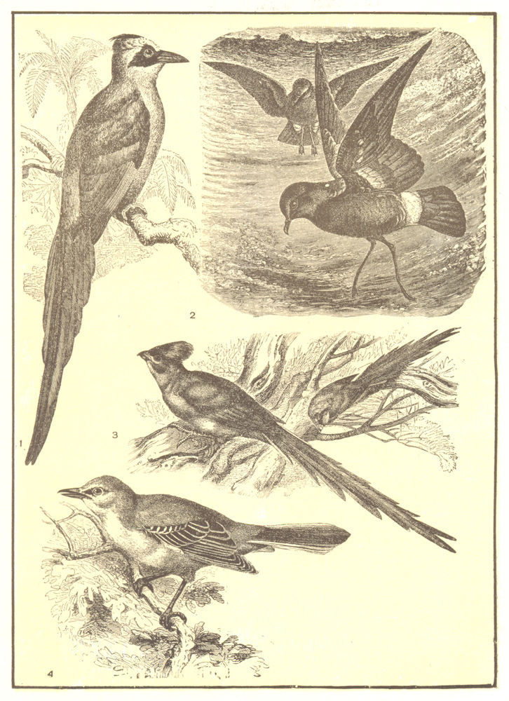 BIRDS. Motmot Mother Carey's Chicken Mouse-bird American Mockingbird 1907